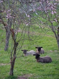 Yourtes du pré Guiroches